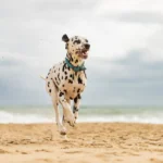 dalmation-portrait-024
