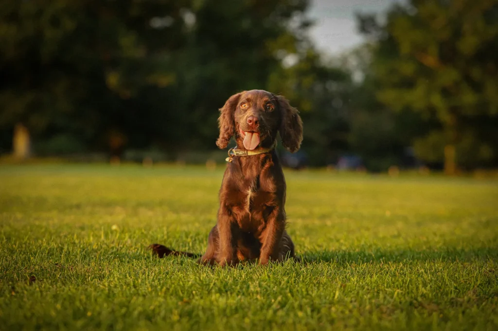 family-pet-shoot-003