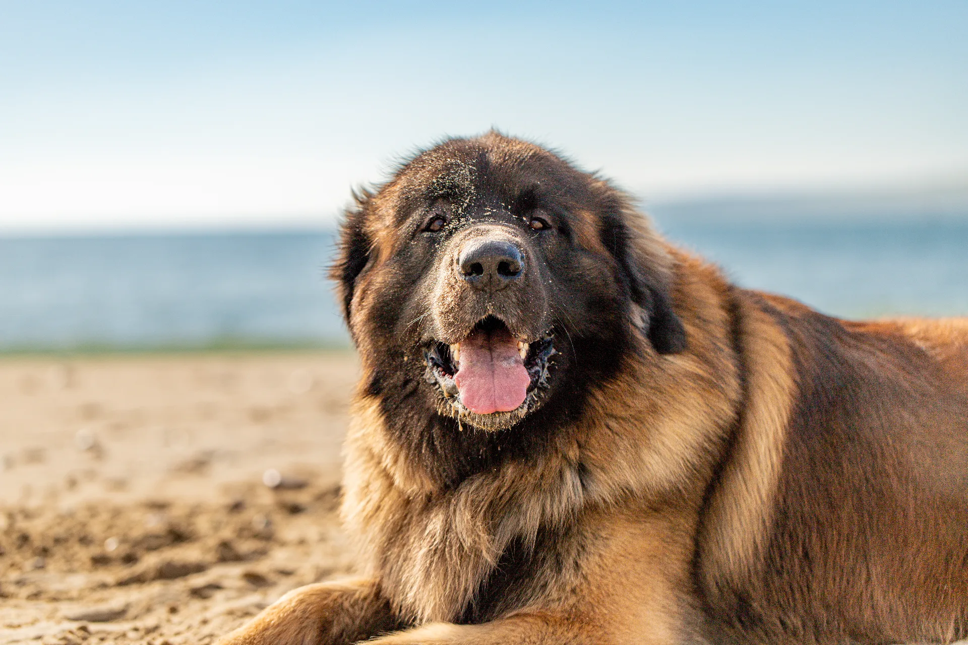 leonberger-portraits-022