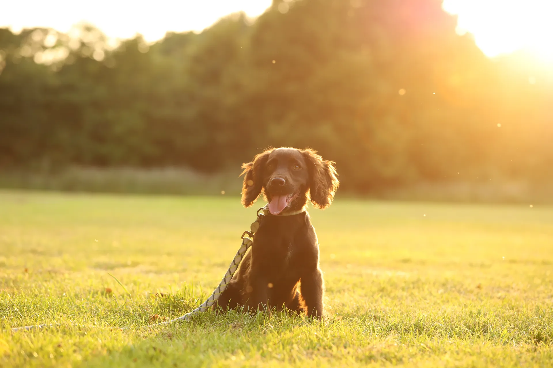 pet-portrait-photography-007