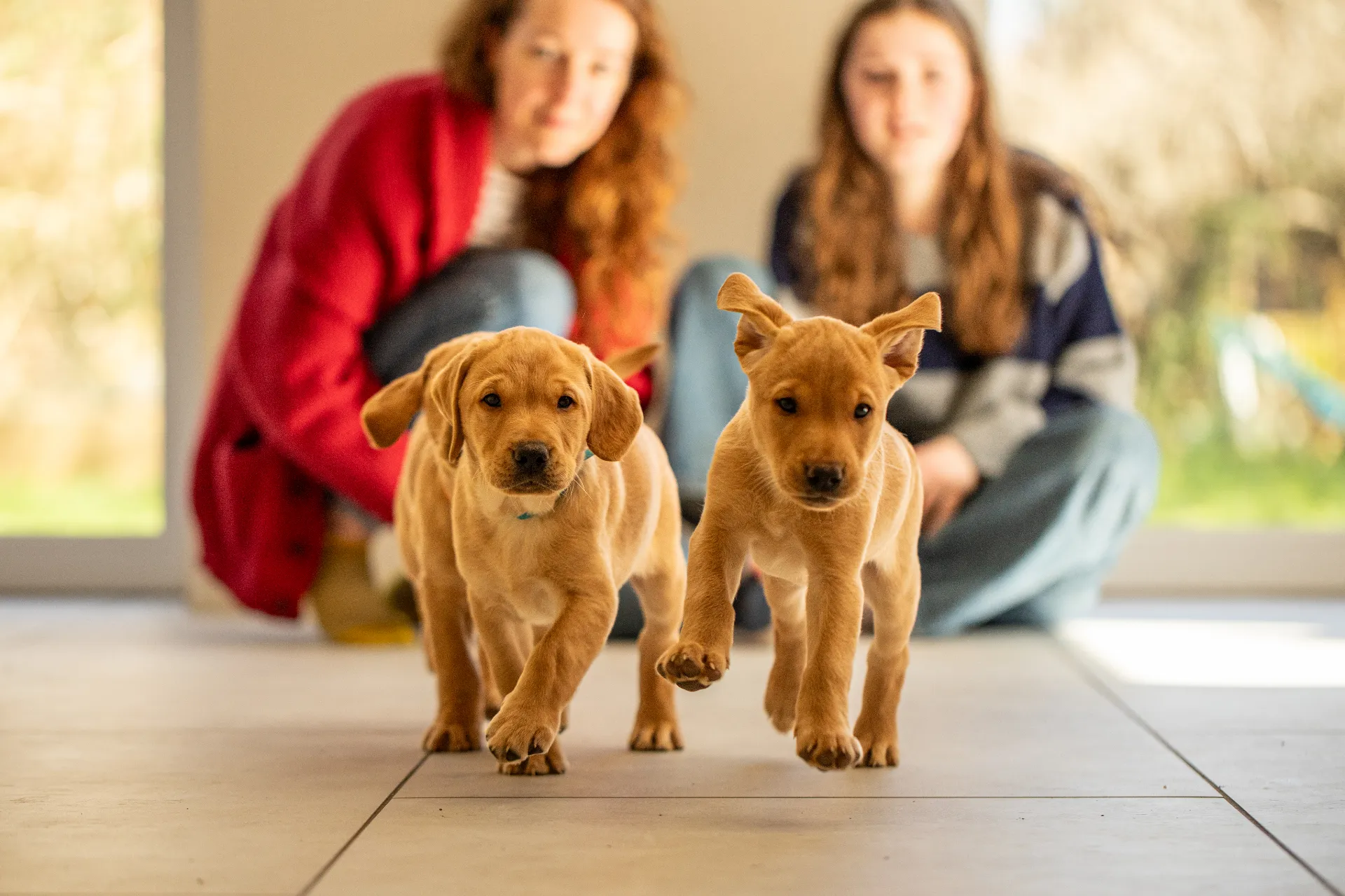 puppy-portraits-018